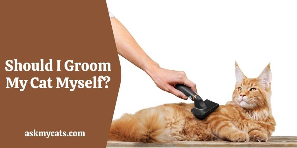 Should I Groom My Cat Myself?