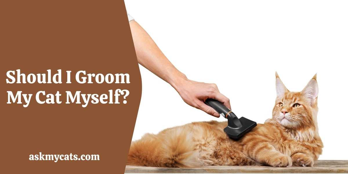 Can You Groom A Cat At Home?