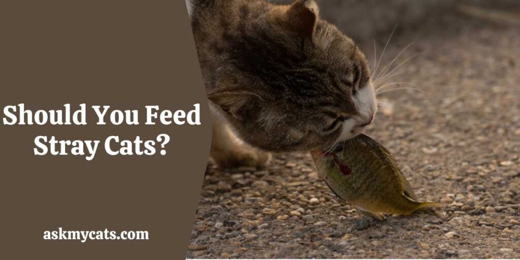 Should You Feed Stray Cats?