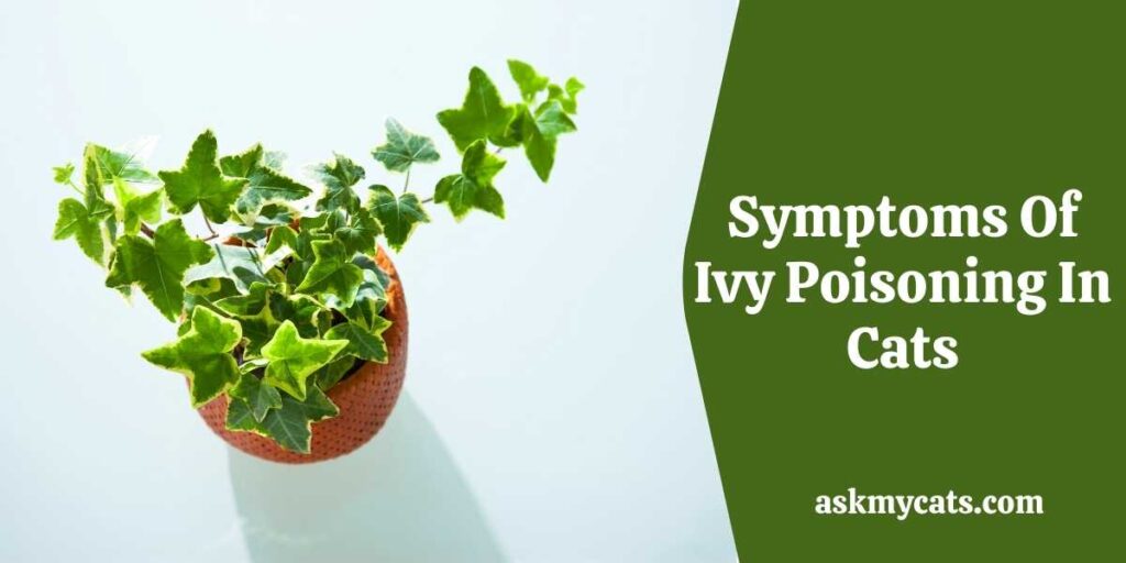 Symptoms Of Ivy Poisoning In Cats