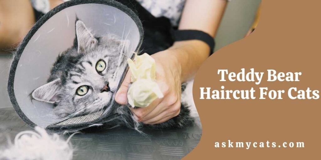 Teddy Bear Haircut For Cats