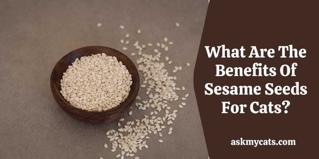 What Are The Benefits Of Sesame Seeds For Cats?