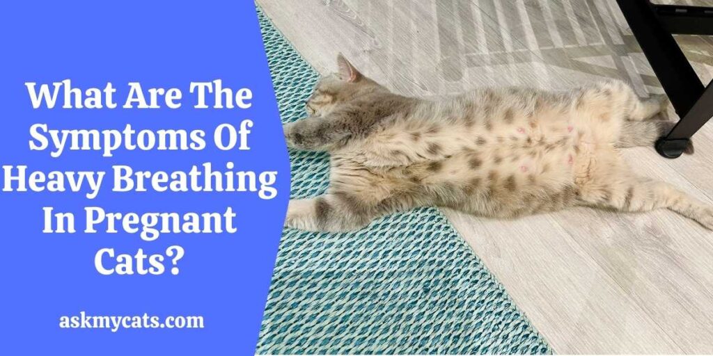 What Are The Symptoms Of Heavy Breathing In Pregnant Cats?