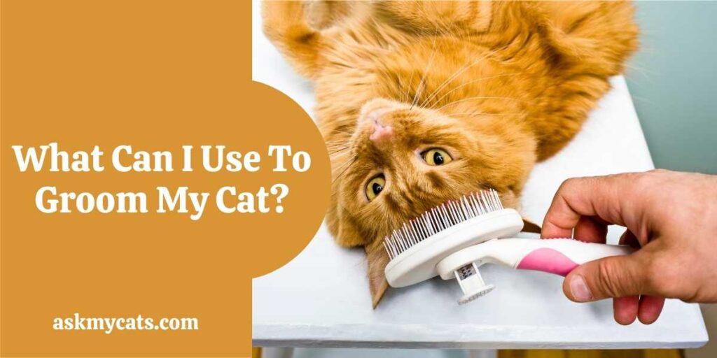 What Can I Use To Groom My Cat?