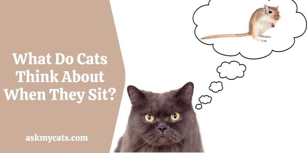 What Do Cats Think About When They Sit?