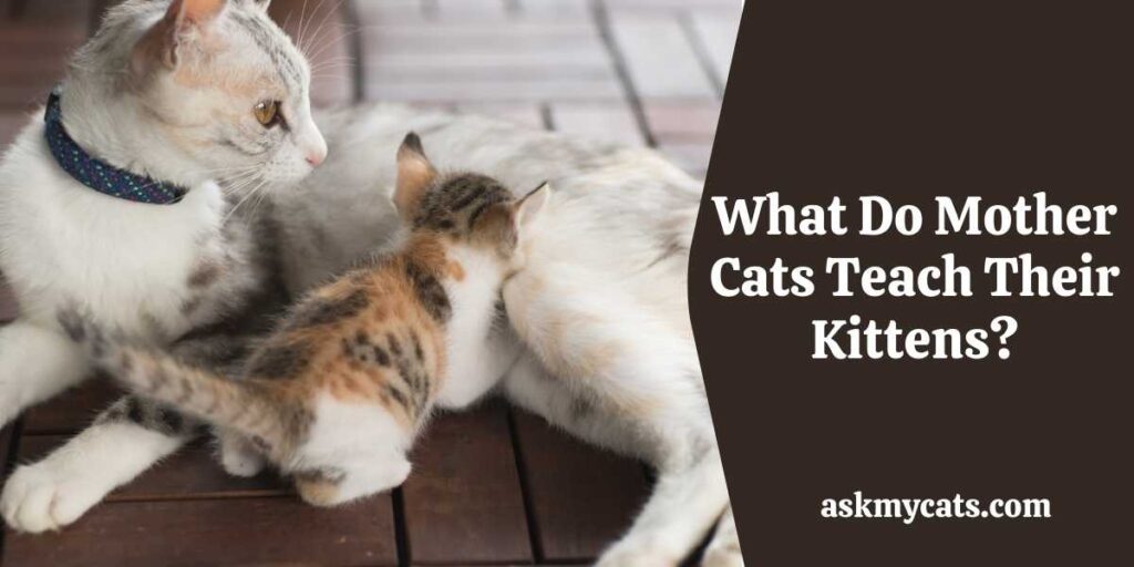 What Do Mother Cats Teach Their Kittens?