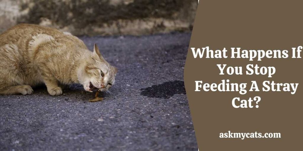 What Happens If You Stop Feeding A Stray Cat?
