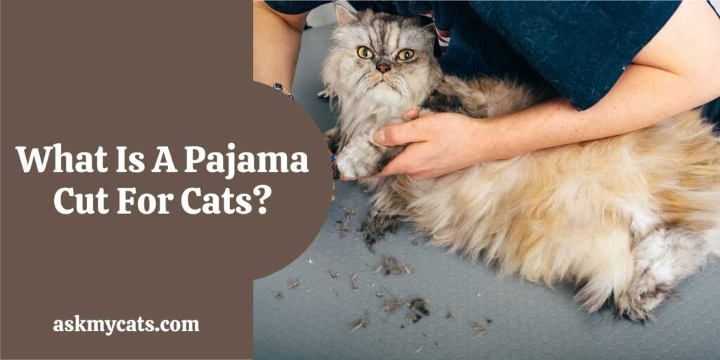 What Is A Pajama Cut For Cats