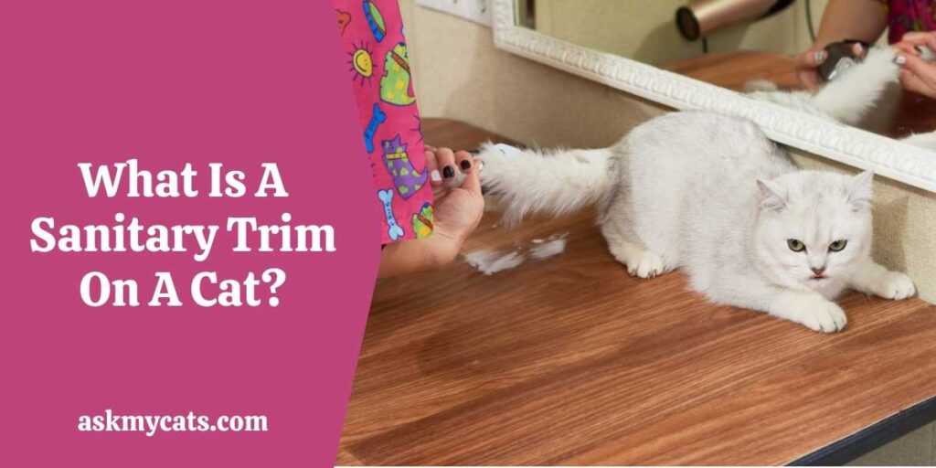 What Is A Sanitary Trim On A Cat?