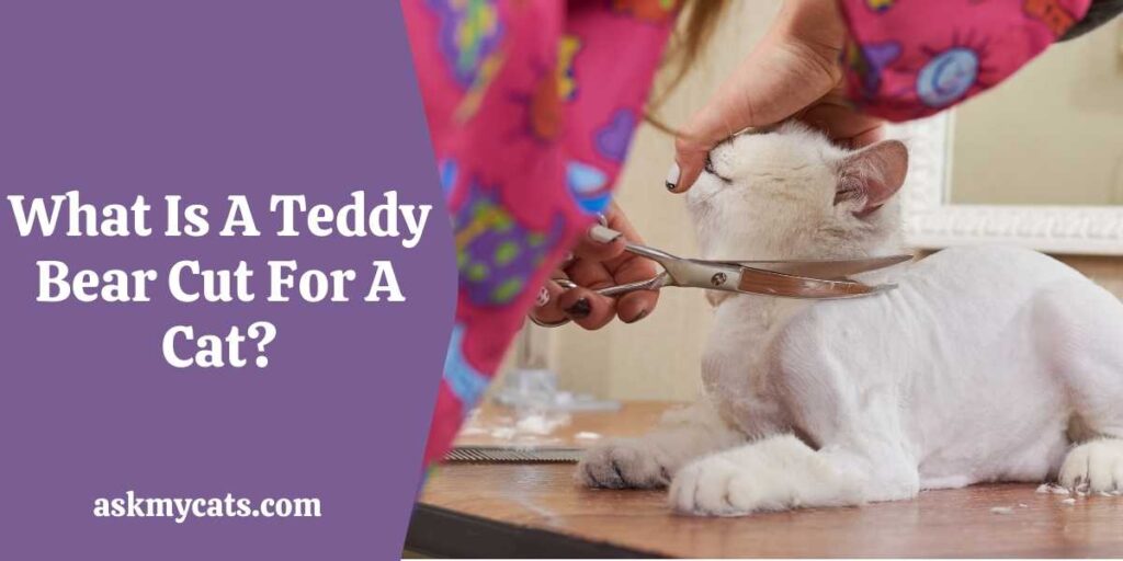 What Is A Teddy Bear Cut For A Cat?