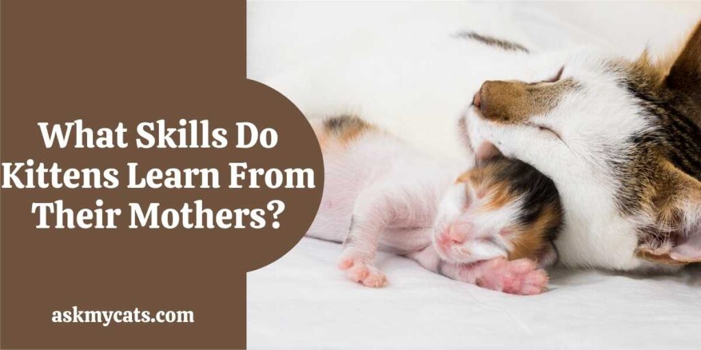 What Skills Do Kittens Learn From Their Mothers?