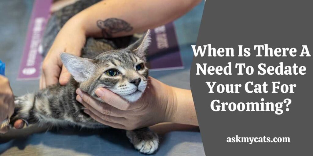 When Is There A Need To Sedate Your Cat For Grooming?