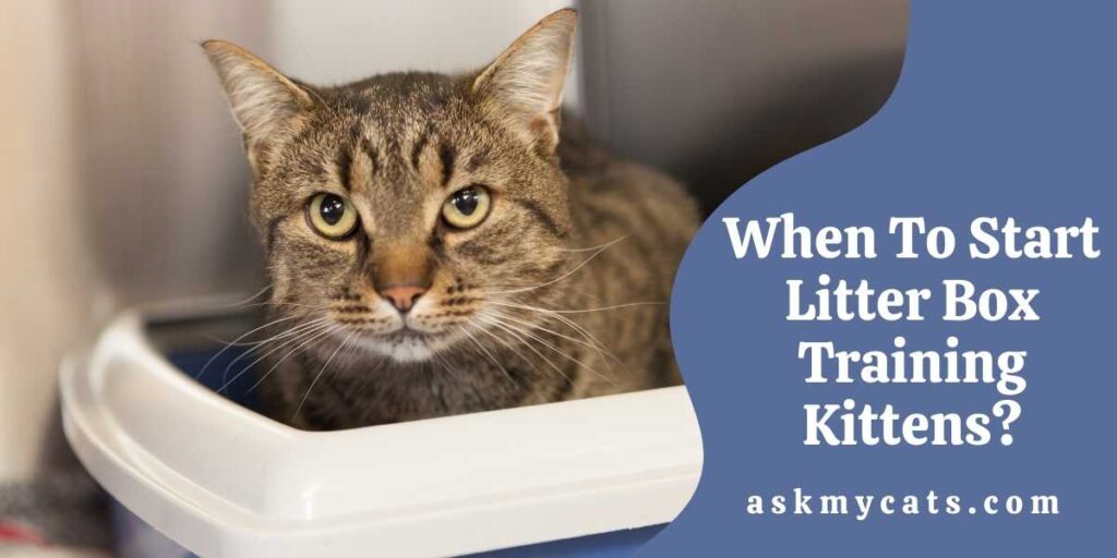 When To Start Litter Box Training Kittens?