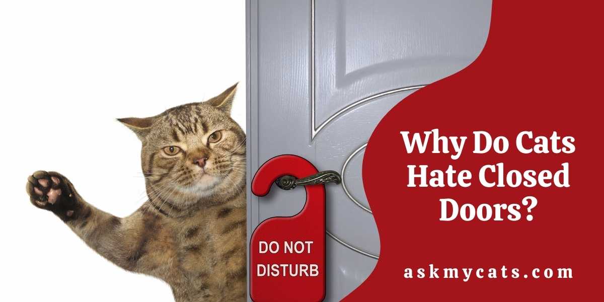 Why Do Cats Hate Closed Doors?