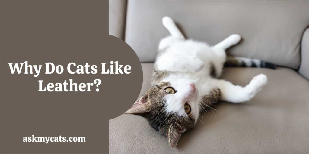 Why Do Cats Like Leather?