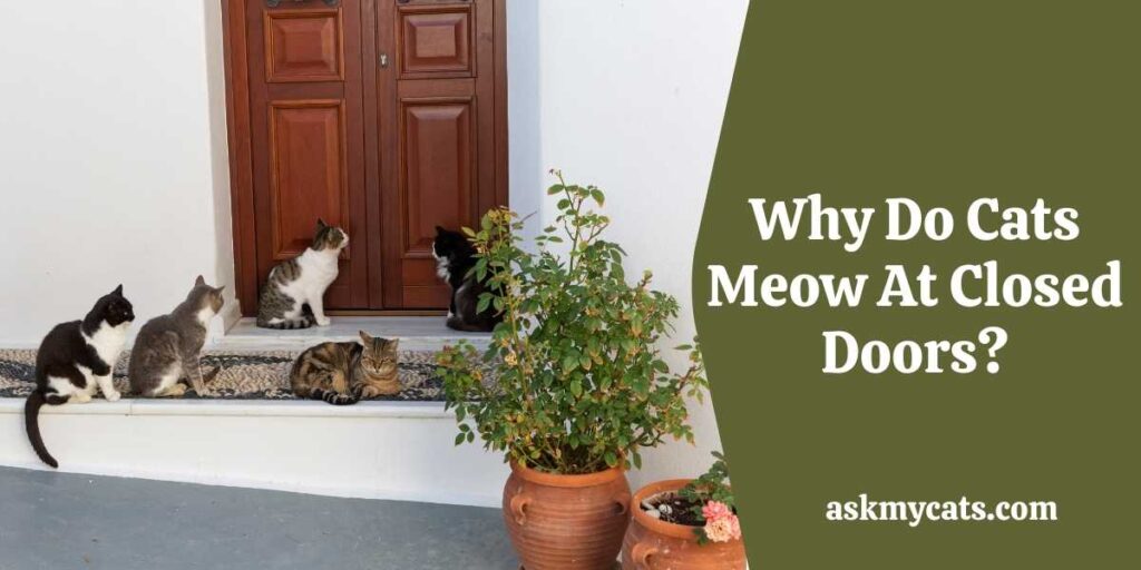 Why Do Cats Meow At Closed Doors?