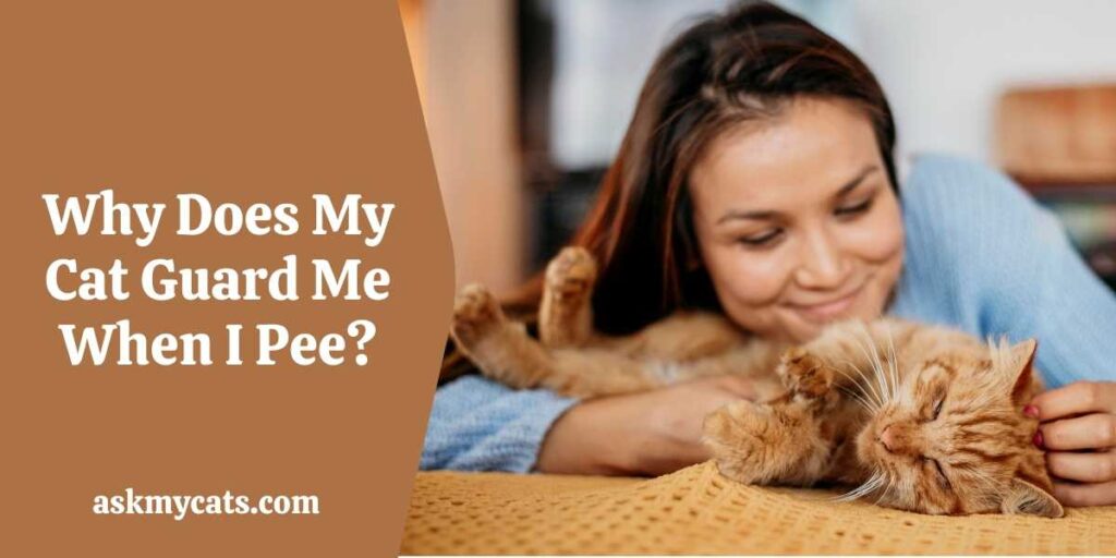 Why Does My Cat Guard Me When I Pee?