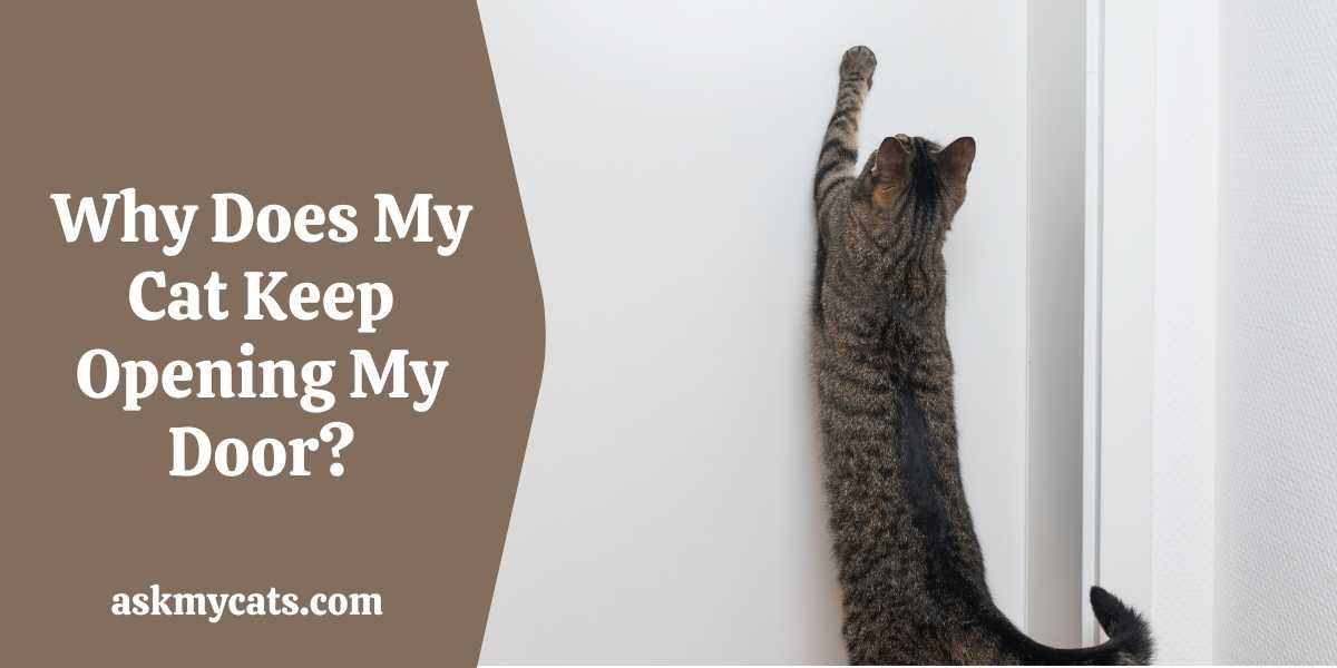 Can Cats Open Doors? How To Stop Cat From Opening Doors?
