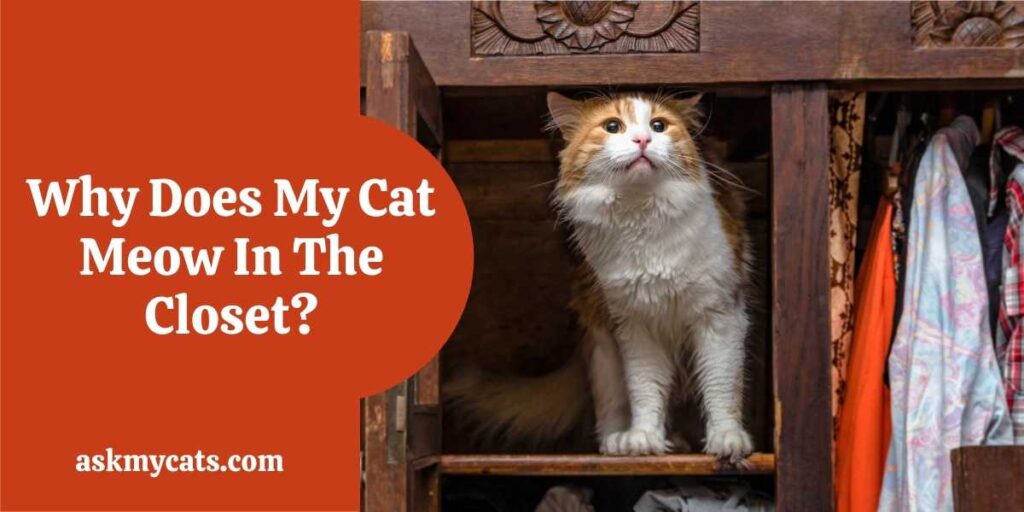 Why Does My Cat Meow In The Closet?