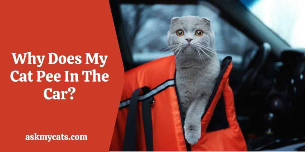 Why Does My Cat Pee In The Car?