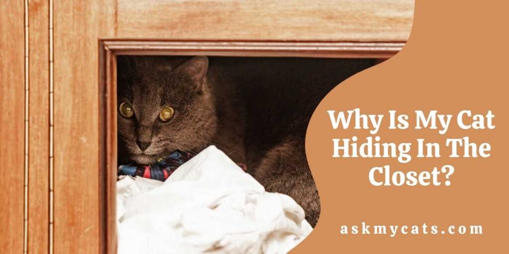 Why Is My Cat Hiding In The Closet?