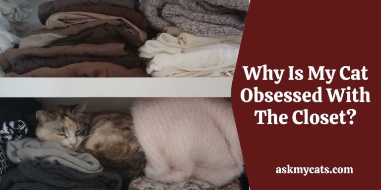 Why Is My Cat Hiding In The Closet?