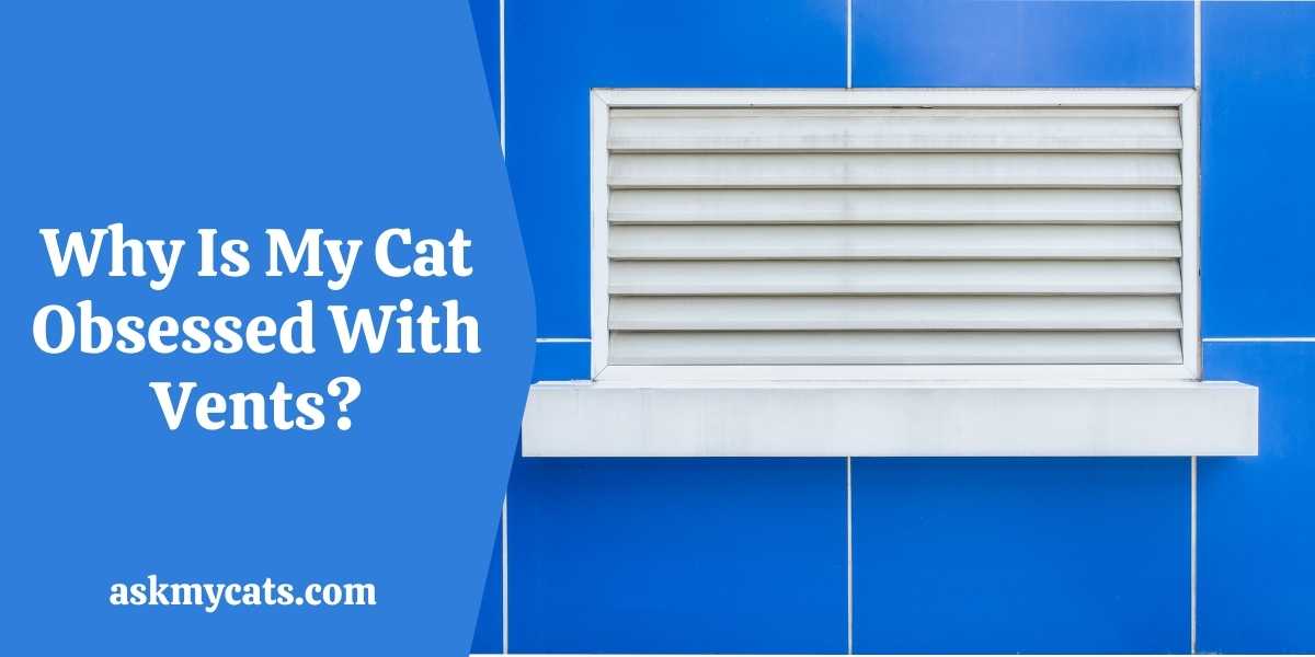 Cat Peed In Air Vent! How To Clean It?