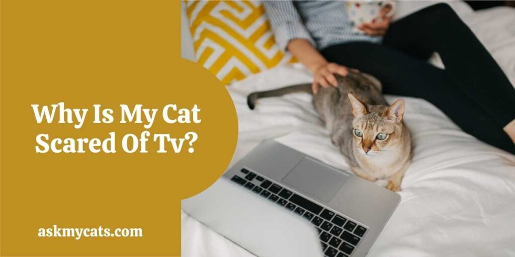 Why Is My Cat Scared Of Tv?