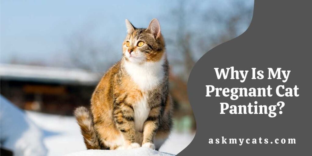 Why Is My Pregnant Cat Panting?