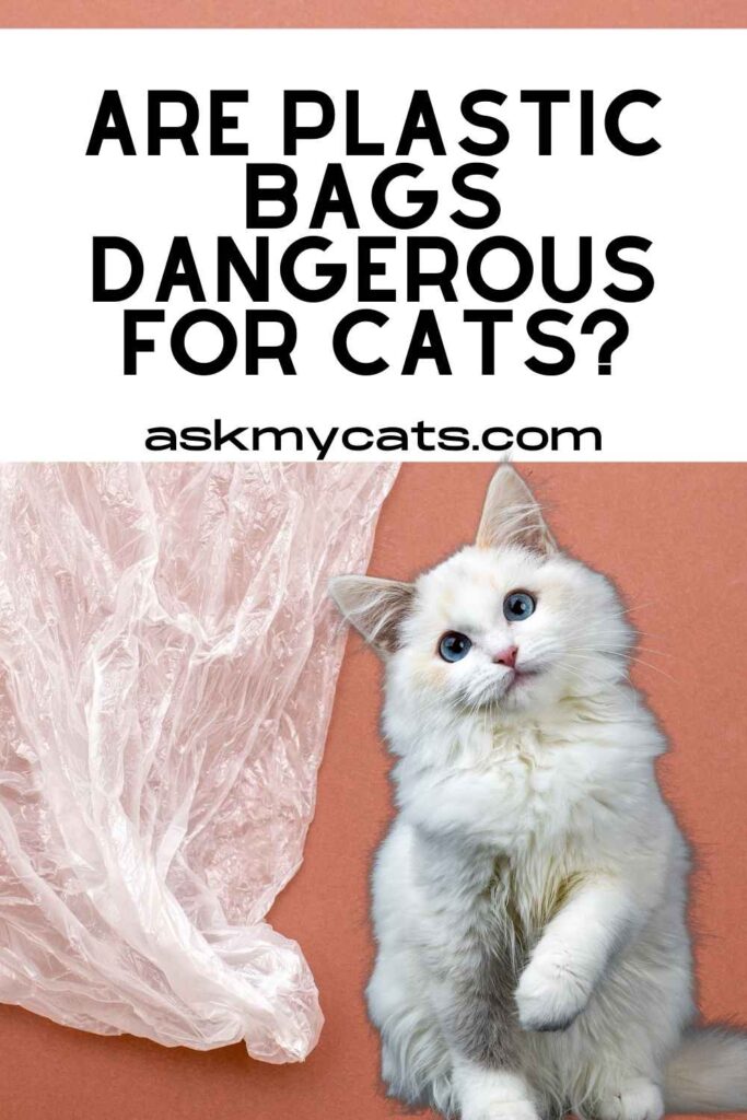 Are plastic bags dangerous for cats