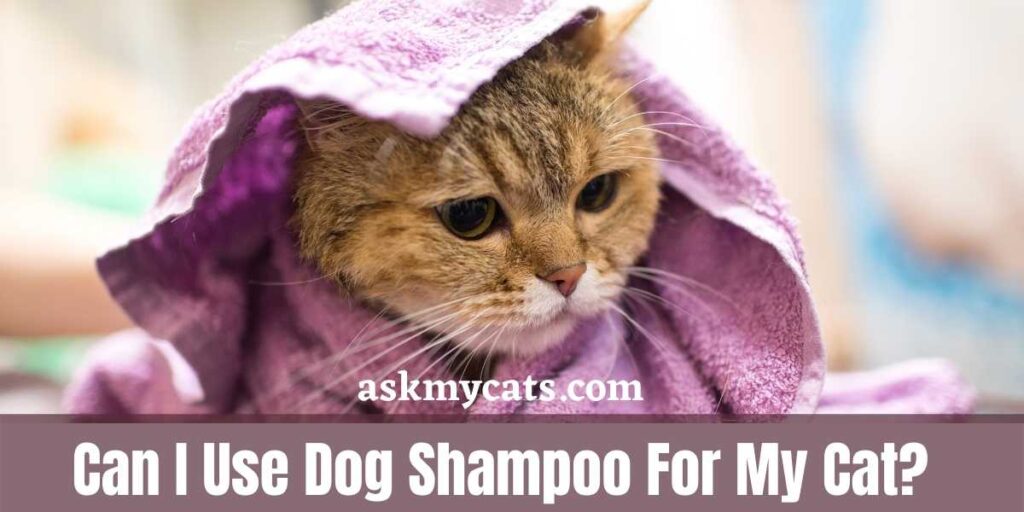 Can I Use Dog Shampoo For My Cat?