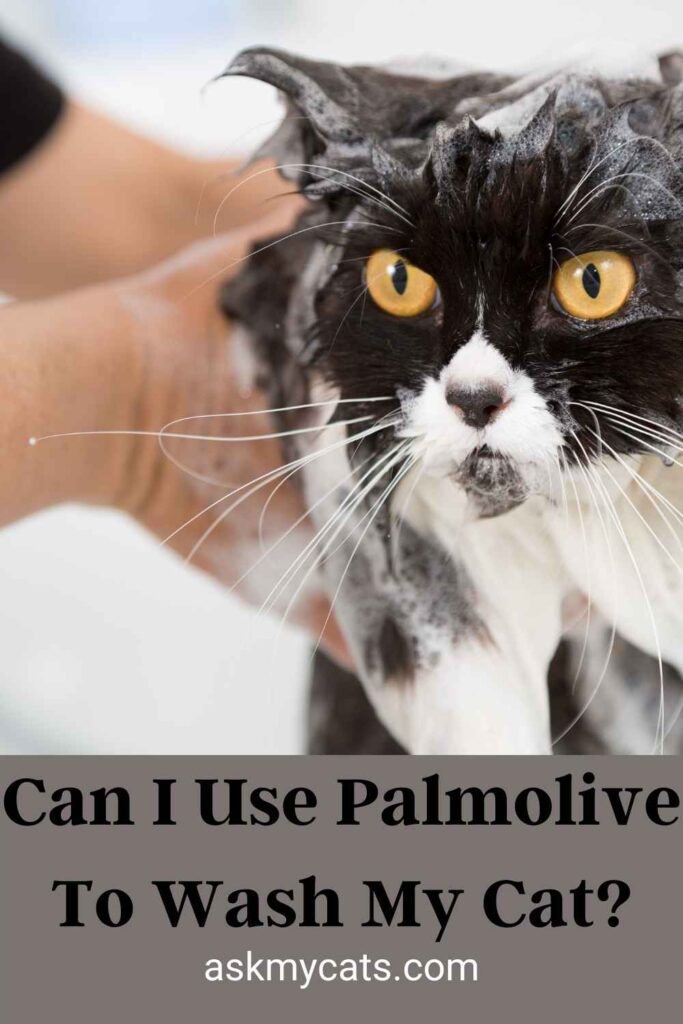Can I Use Palmolive To Wash My Cat?