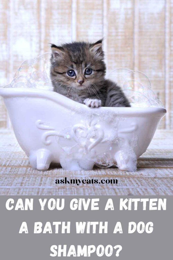 Can You Give A Kitten  A Bath With A Dog Shampoo?
