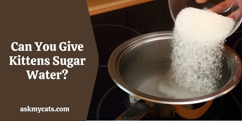 Can You Give Kittens Sugar Water?