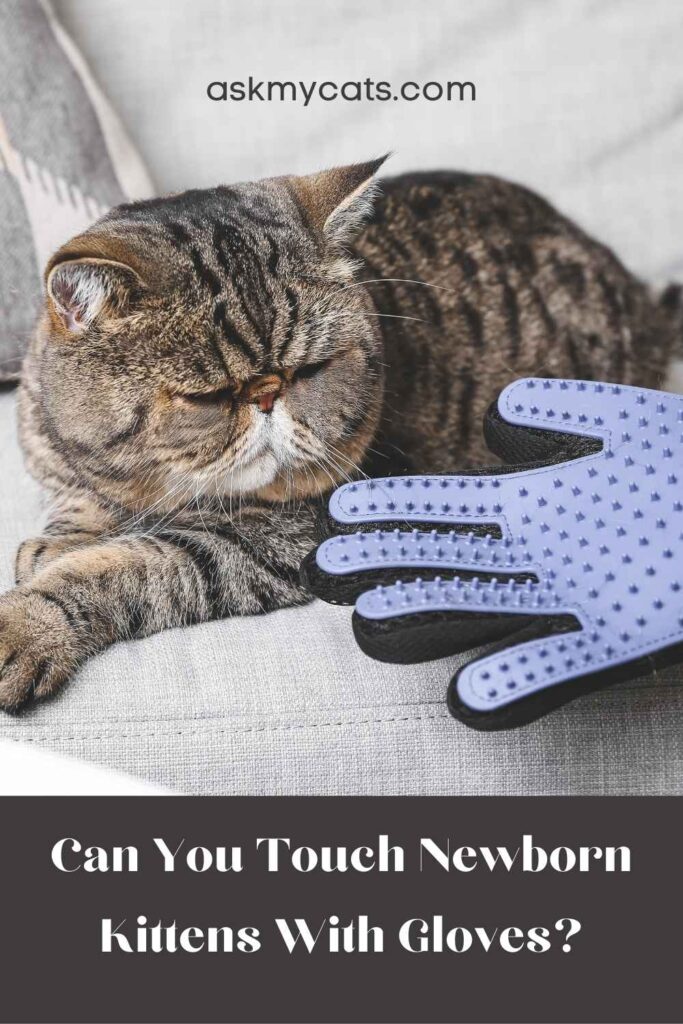 Can You Touch Newborn Kittens With Gloves?