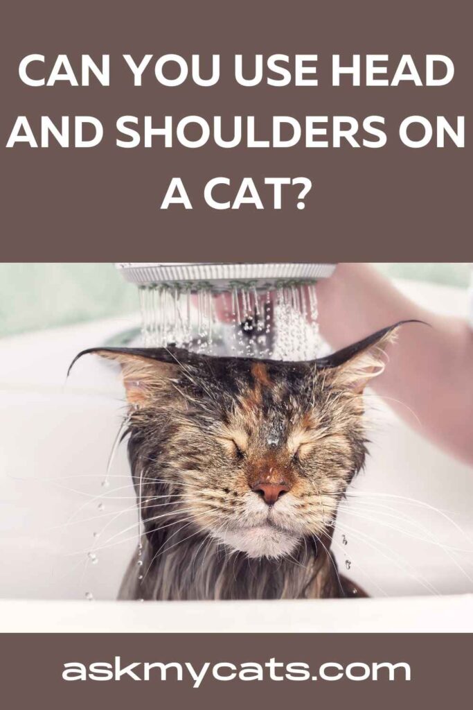 Can You Use Head And Shoulders On A Cat