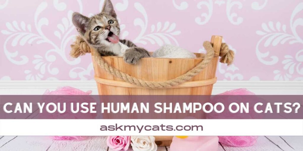 Can You Use Human Shampoo On Cats