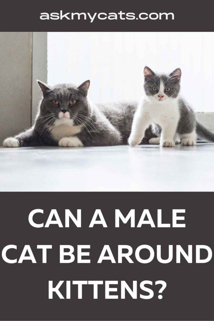 Can a Male Cat Be Around Kittens