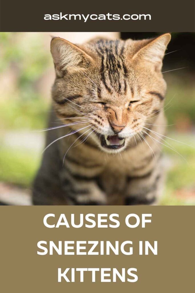 Causes Of Sneezing in Kittens