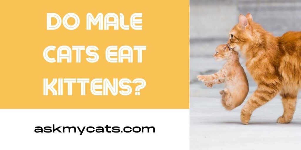 Do Male Cats Eat Kittens