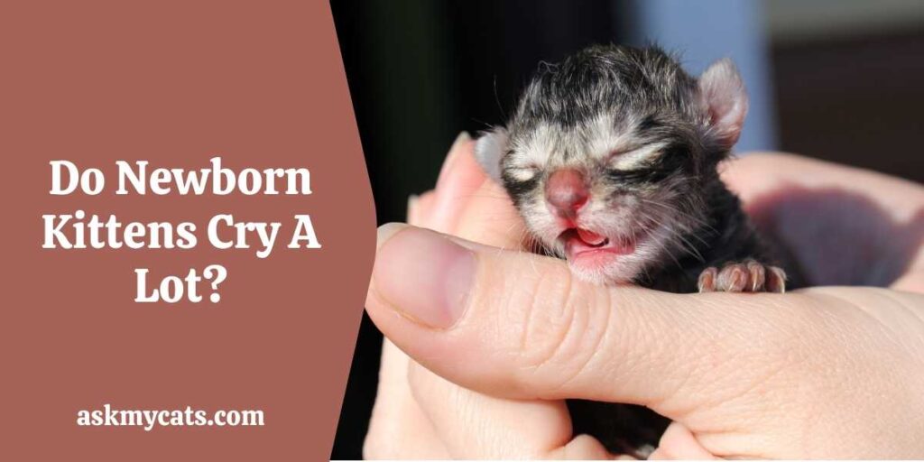 Do Newborn Kittens Cry A Lot?
