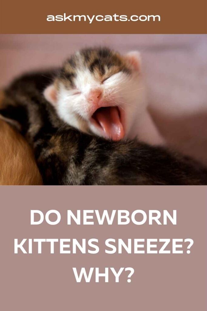 Do Newborn Kittens Sneeze Why