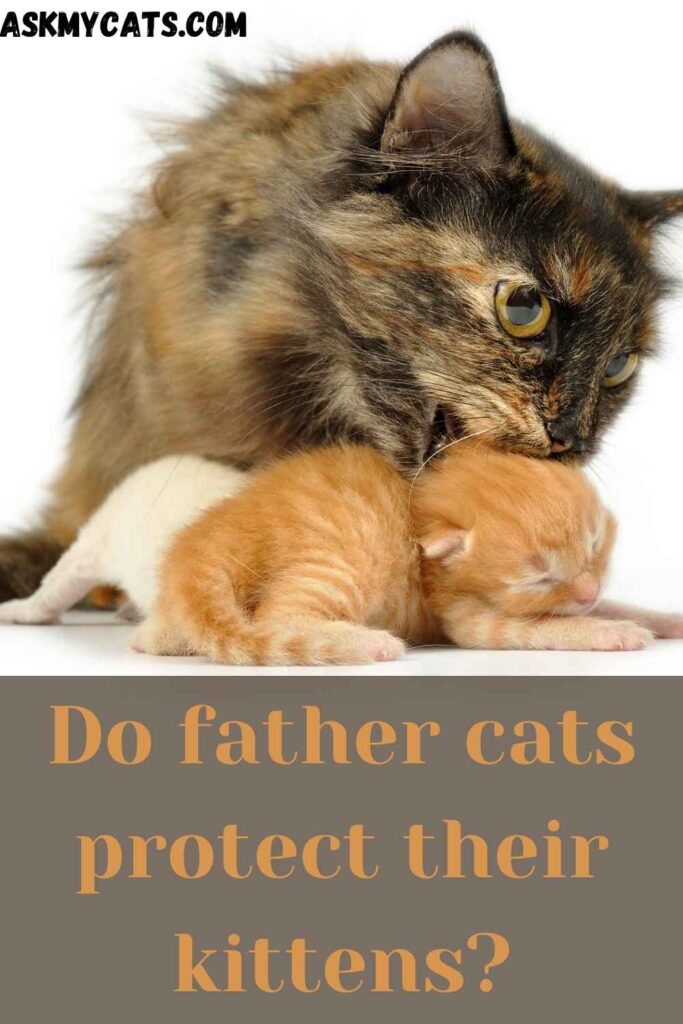 Do father cats protect their kittens?
