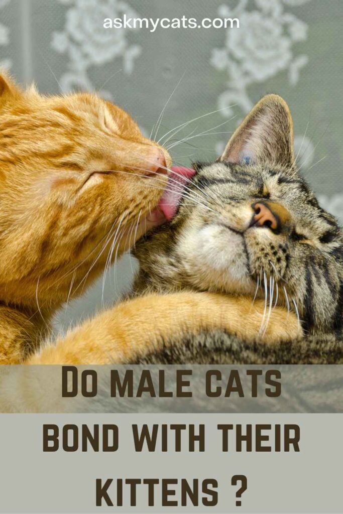 Do male cats bond with their kittens ?