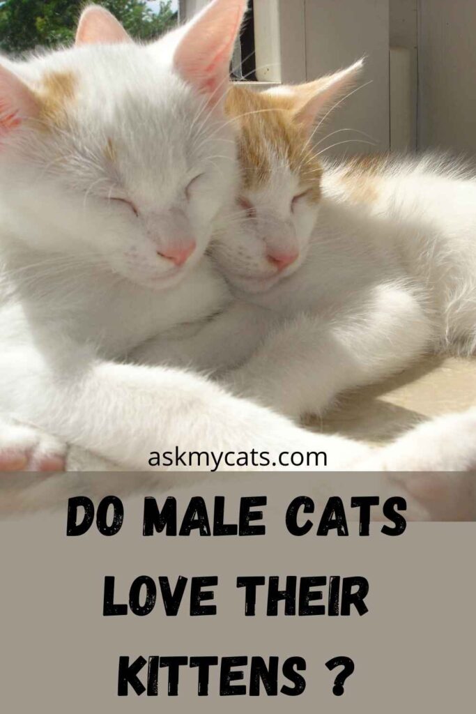 Do male cats love their kittens ?