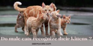Do Male Cats Recognize Their Kittens?