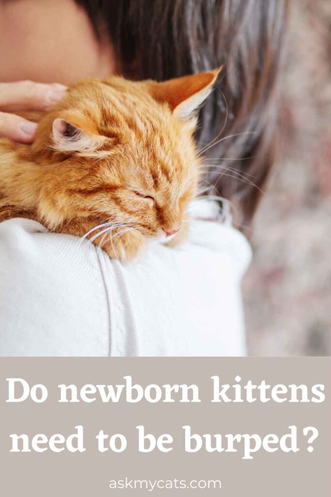 Do newborn kittens need to be burped?
