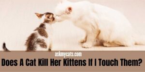 Does A Cat Kill Her Kittens If I Touch Them?