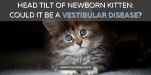 Head Tilt of Newborn Kitten: Could It Be a Vestibular Disease?