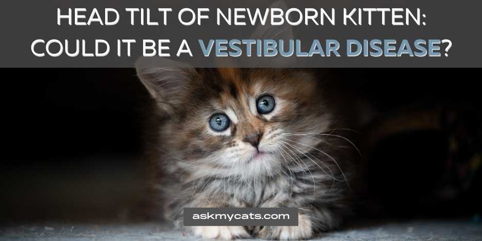Head Tilt of Newborn Kitten Could It Be a Vestibular Disease